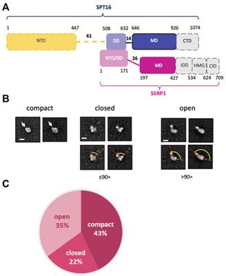 Mechanism of curaxin-dependent nucleosome unfolding by FACT